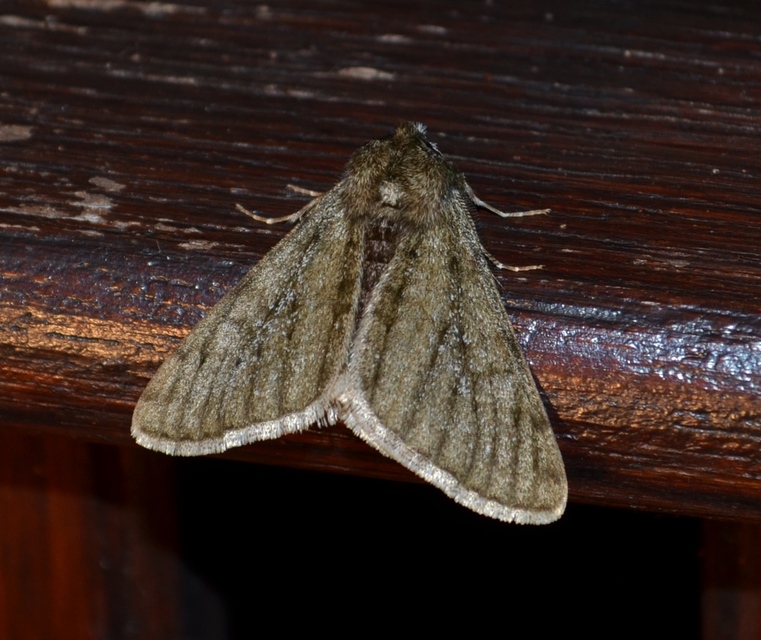 Apocheima pilosaria - zöldes tavasziaraszoló