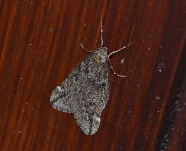 Alsophila aescularia - vadgesztenye-araszoló