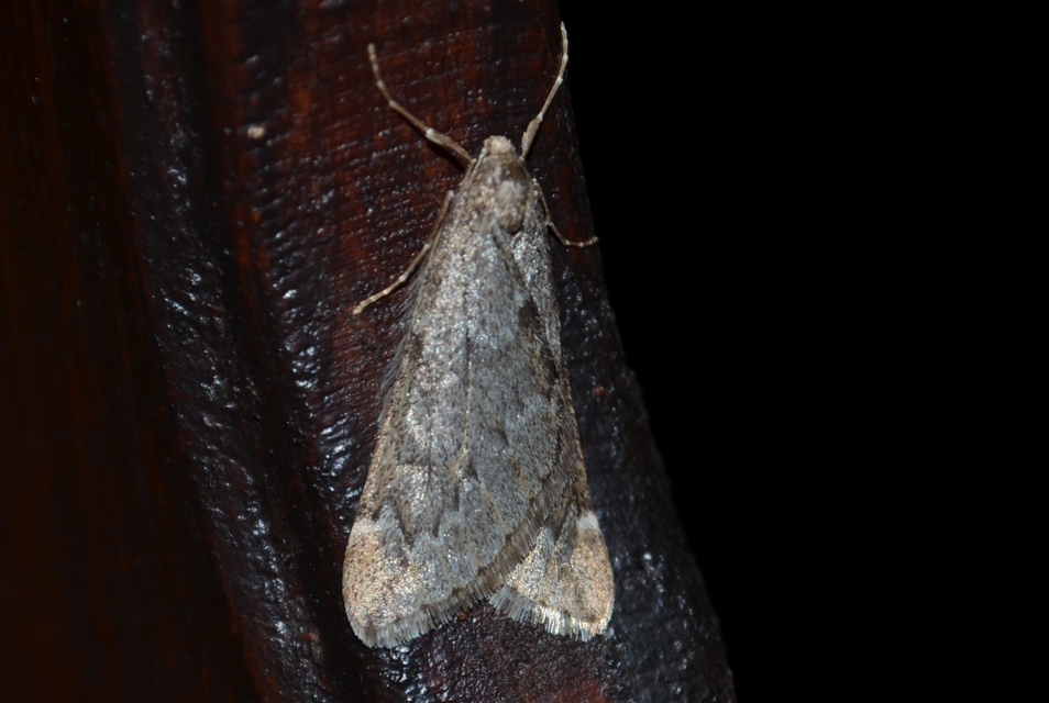 Alsophila aescularia - vadgesztenye-araszoló