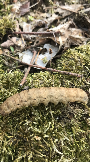 Noctua fimbriata - szélessávú sárgafűbagoly
