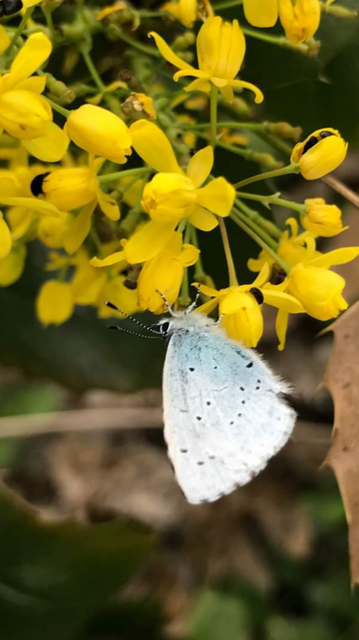 Celastrina argiolus - bengeboglárka