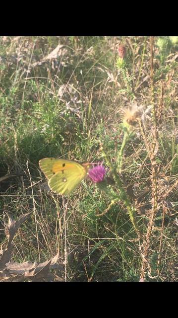 Colias croceus - sáfránylepke