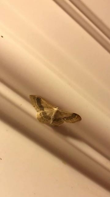 Idaea aversata - nagy sávosaraszoló