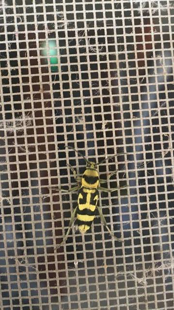 Chlorophorus varius - díszes darázscincér