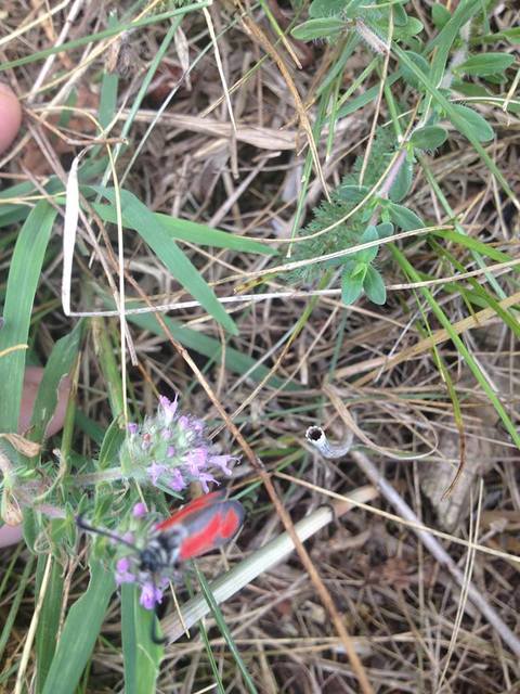 Zygaena punctum - pettyes csüngőlepke