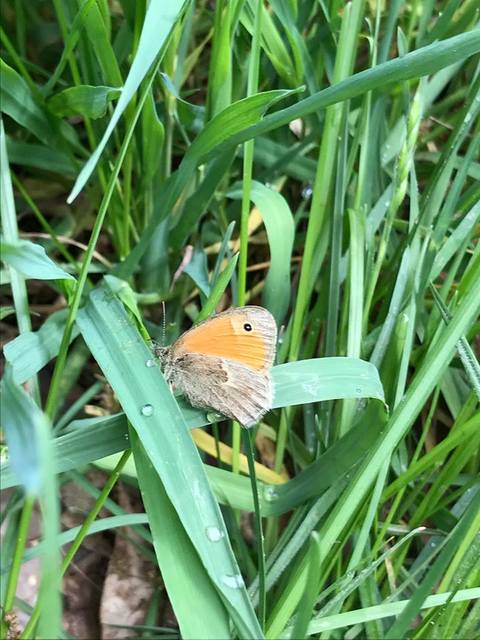 Coenonympha pamphilus - kis szénalepke