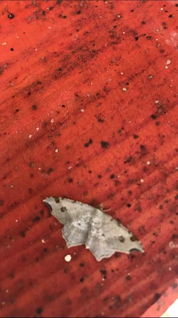 Macaria alternata - közönséges szürkearaszoló