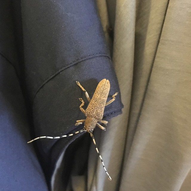 Saperda carcharias - nagy nyárfacincér