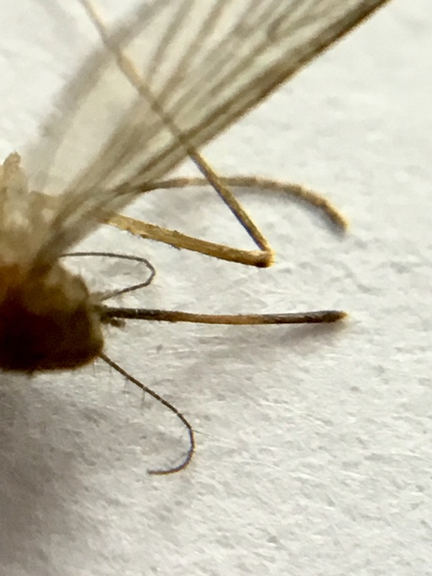 Culicidae - csípőszúnyogok