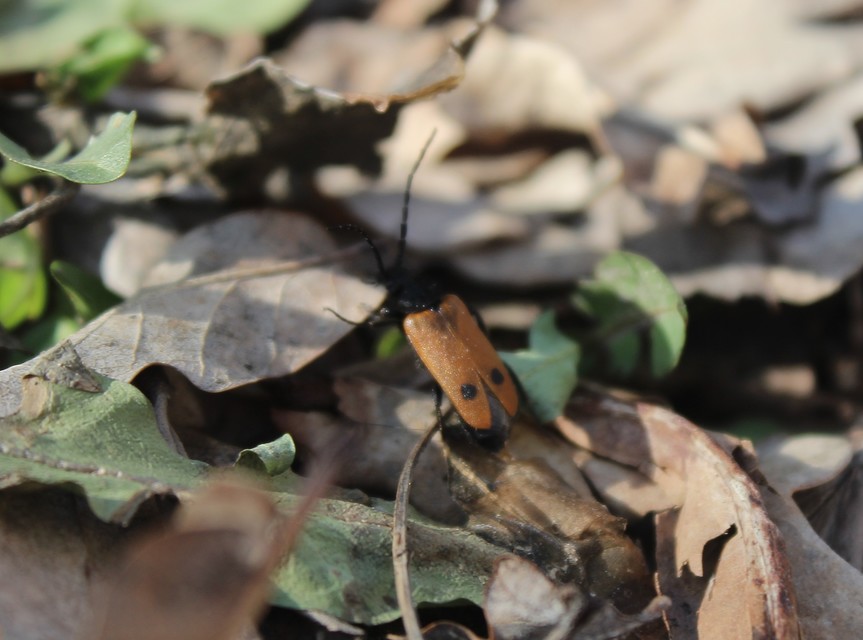Apalus bimaculatus - kétfoltos élősdibogár