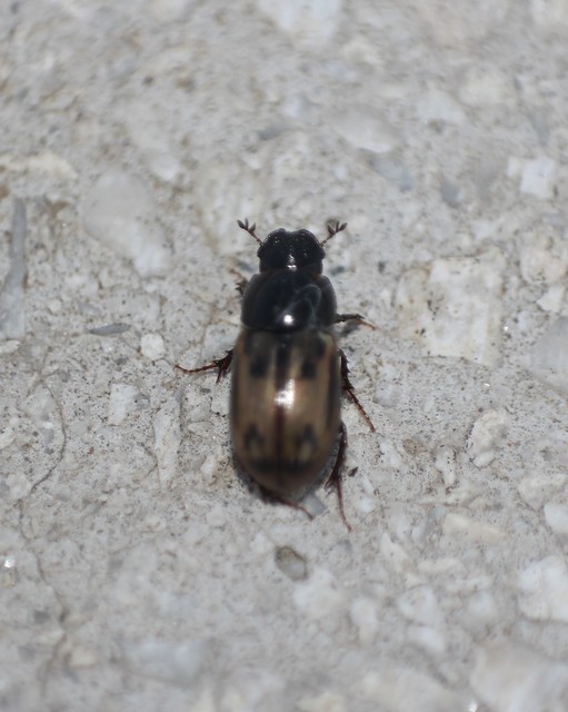 Aphodius distinctus - rajzos trágyabogár