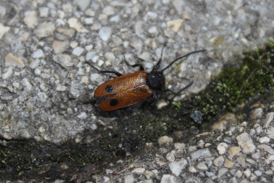 Apalus bimaculatus - kétfoltos élősdibogár