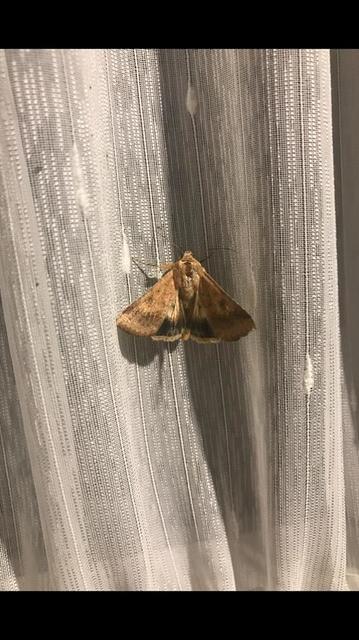 Helicoverpa armigera - kukorica-veteménybagoly