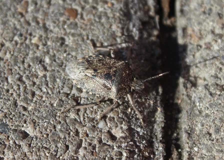 Rhaphigaster nebulosa - bencepoloska