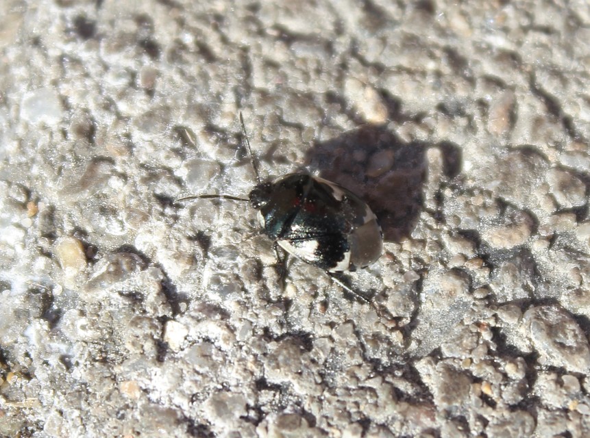 Tritomegas bicolor - foltos földipoloska