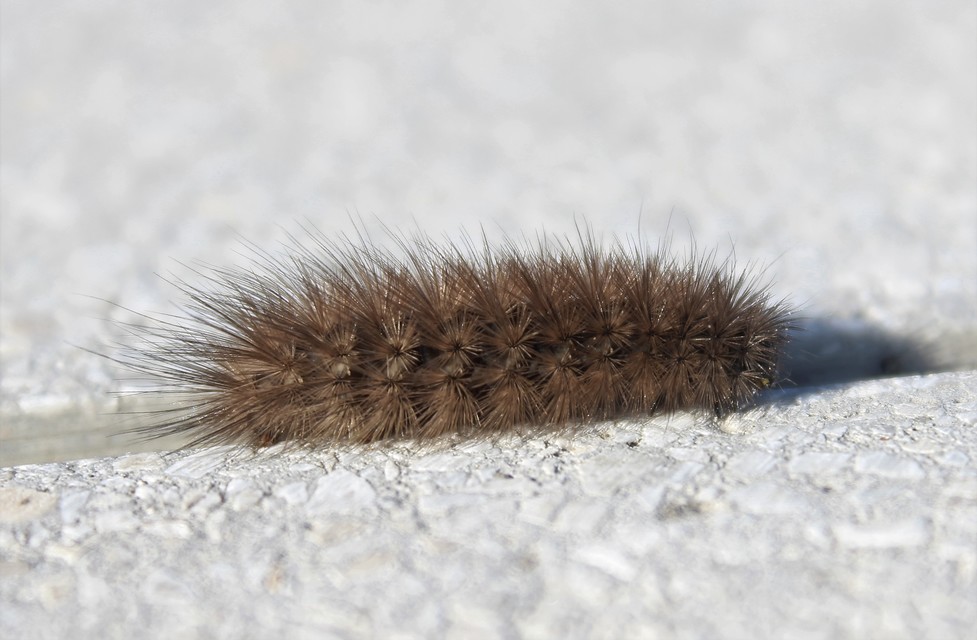 Phragmatobia fuliginosa - füstös medvelepke