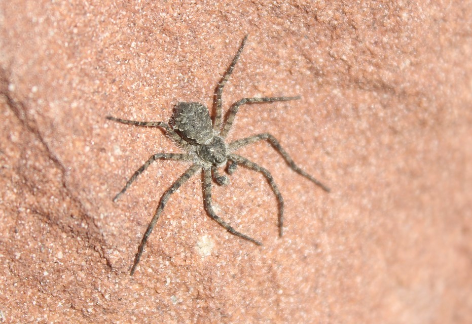 Philodromus margaritatus - bükkfa-fürgekarolópók
