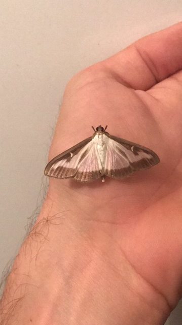 Cydalima perspectalis - puszpáng-tűzmoly