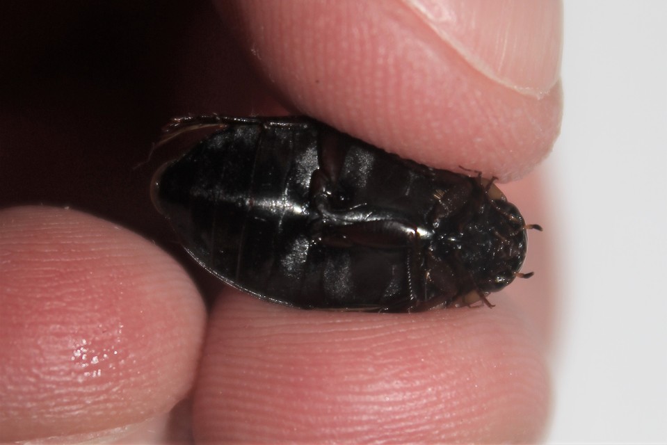 Colymbetes fuscus - gyakori recéscsíkbogár