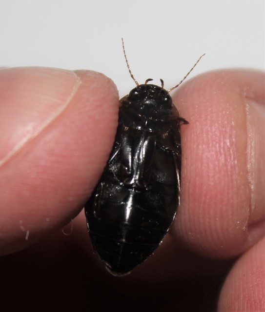 Colymbetes fuscus - gyakori recéscsíkbogár