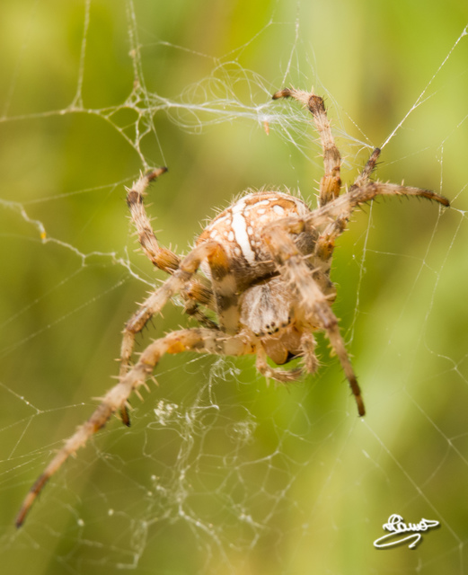 Araneus diadematus - koronás keresztespók
