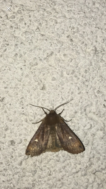 Eupsilia transversa - holdacskás télibagoly