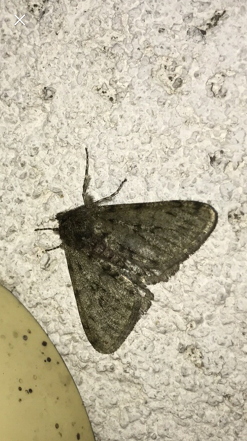 Apocheima pilosaria - zöldes tavasziaraszoló