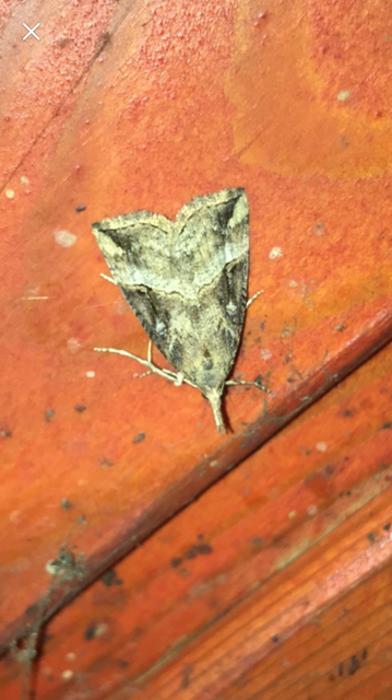 Hypena rostralis - közönséges karcsúbagoly