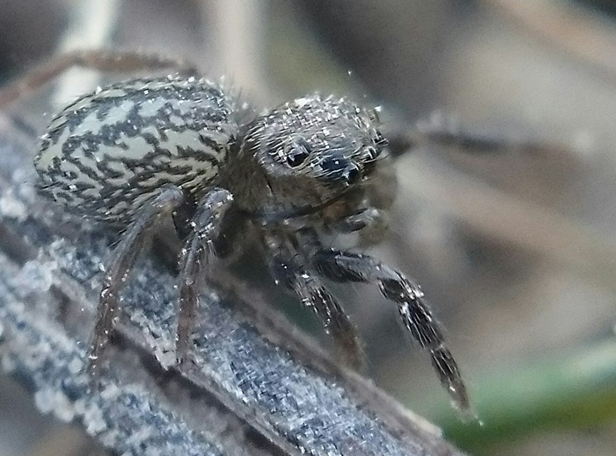 Euophrys frontalis - háromszöges ugrópók