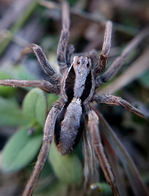 Alopecosa striatipes