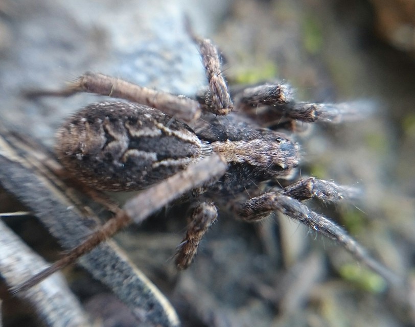 Alopecosa farinosa