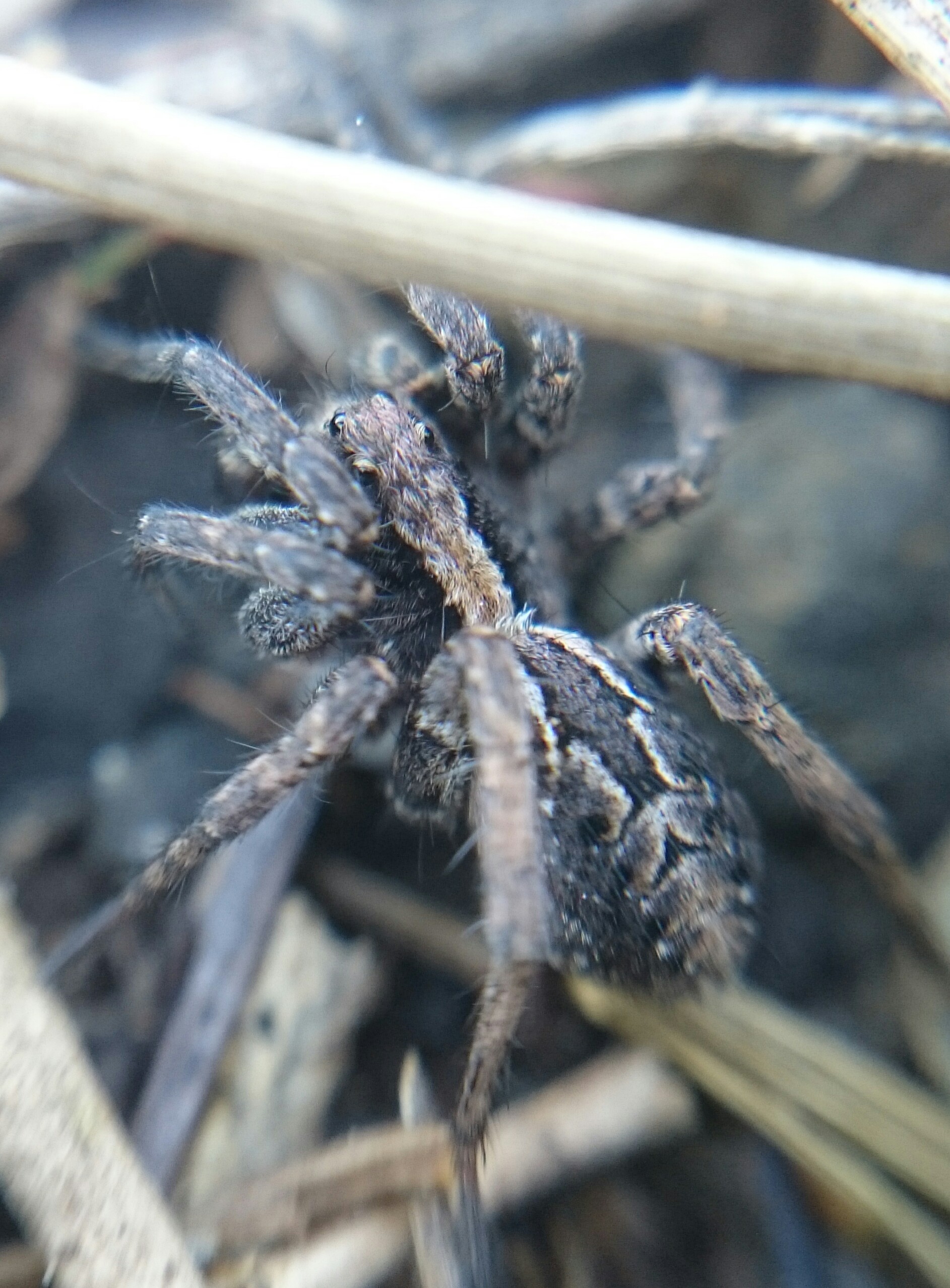 Alopecosa farinosa