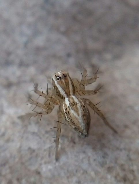 Oxyopes lineatus
