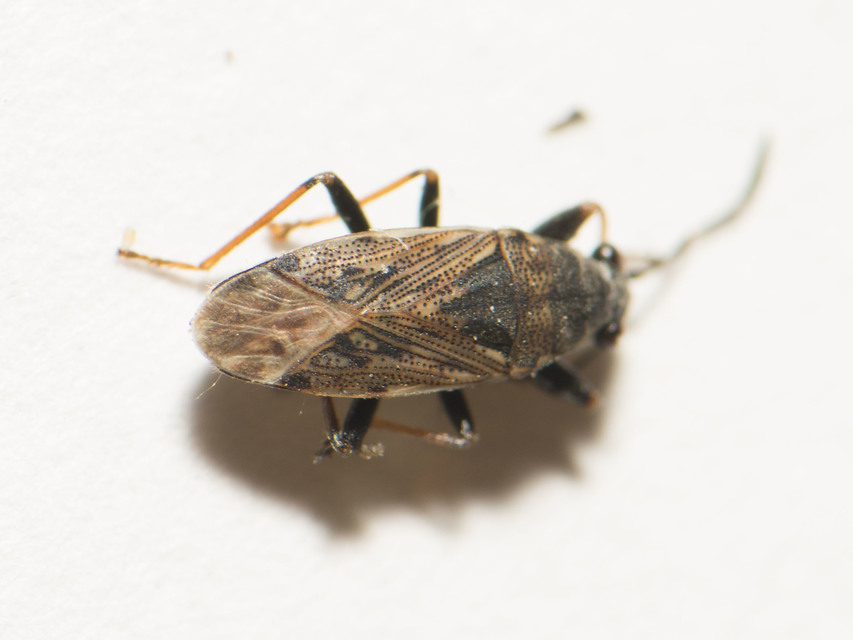 Peritrechus gracilicornis - vékonycsápú feketésbodobács