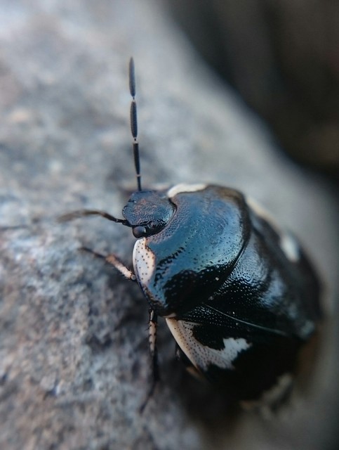 Tritomegas bicolor - foltos földipoloska