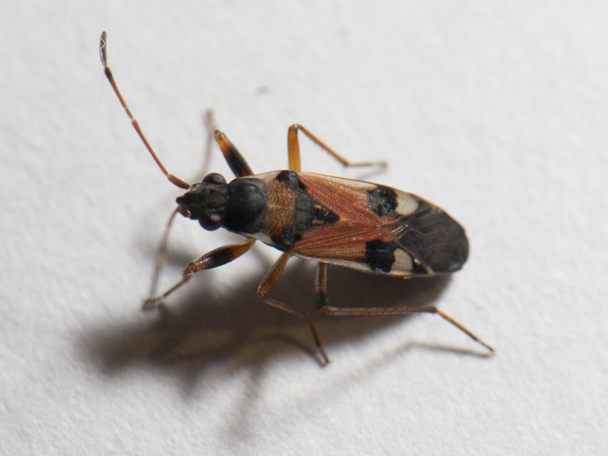 Beosus quadripunctatus - pettyes homokibodobács