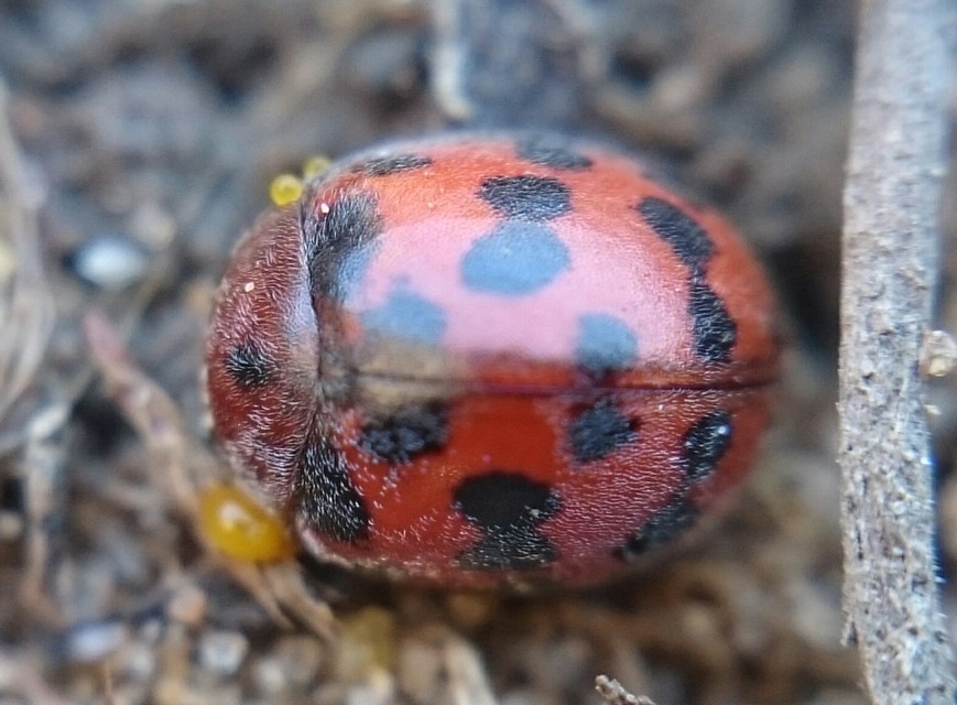 Subcoccinella vigintiquatuorpunctata - lucernaböde