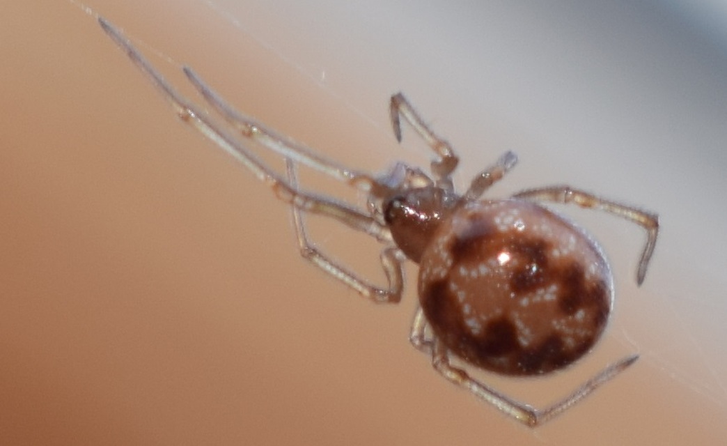 Steatoda triangulosa - háromszöges faggyúpók