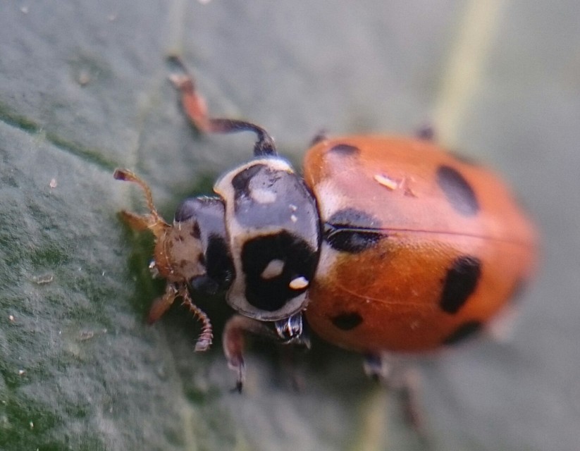 Hippodamia variegata - tizenhárompettyes katica