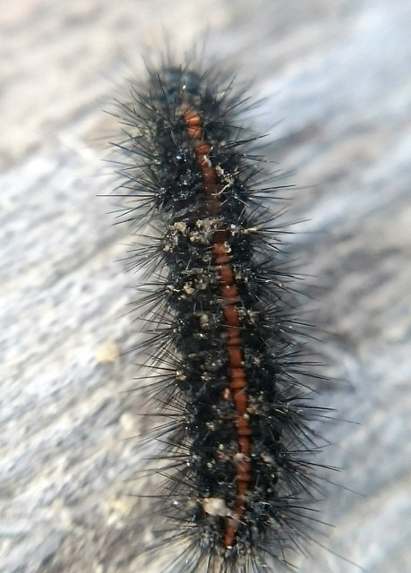 Spiris striata - csíkos molyszövő