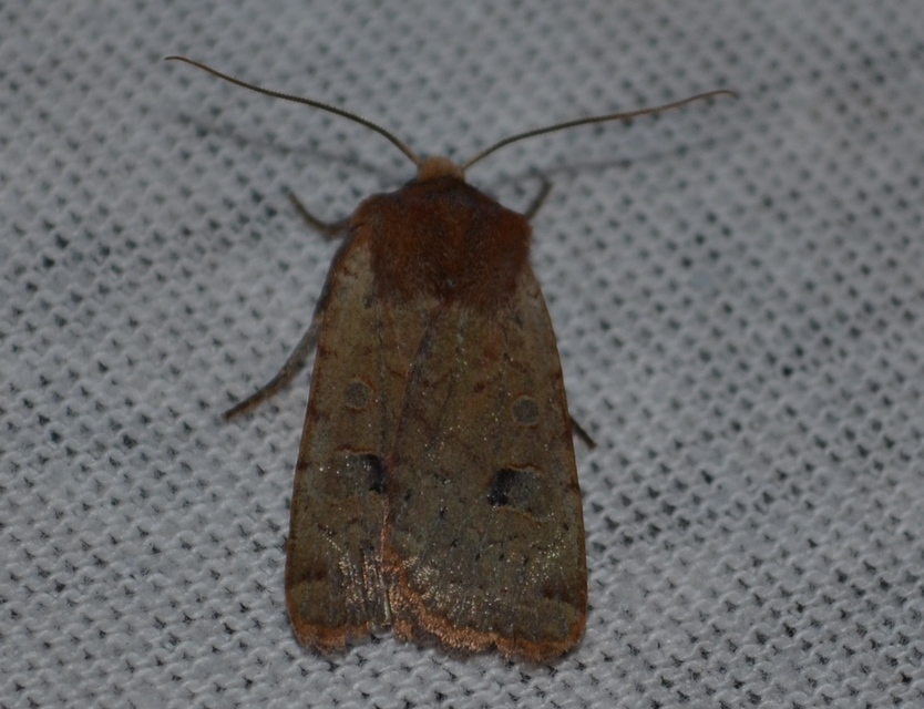 Conistra erythrocephala - vörösfejű őszibagoly