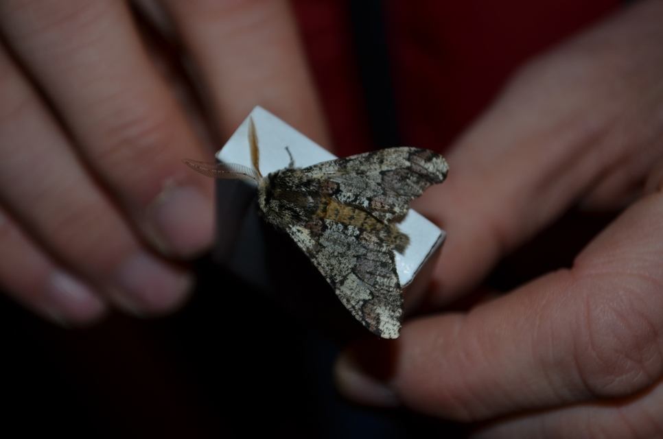 Biston strataria - barnapettyes araszoló