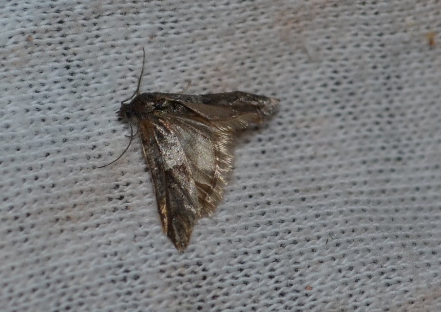 Tortricodes alternella - tavaszi sodrómoly