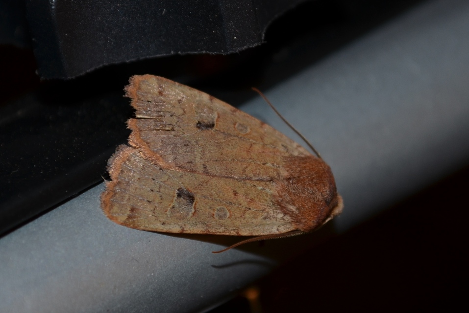 Conistra erythrocephala - vörösfejű őszibagoly
