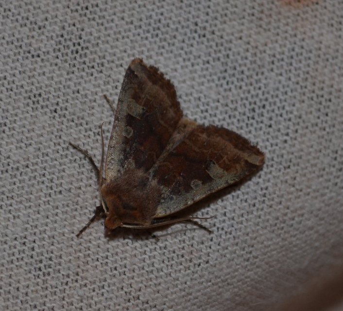 Conistra erythrocephala - vörösfejű őszibagoly