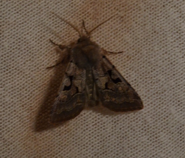 Orthosia gothica - feketefoltos barkabagoly