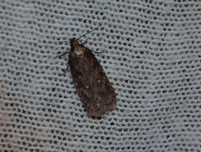Gelechiidae - sarlósajkú-molylepkefélék