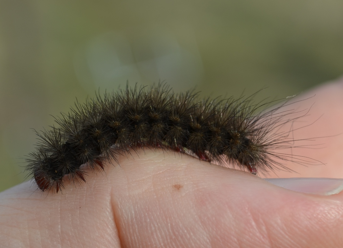 Arctia villica - fekete medvelepke