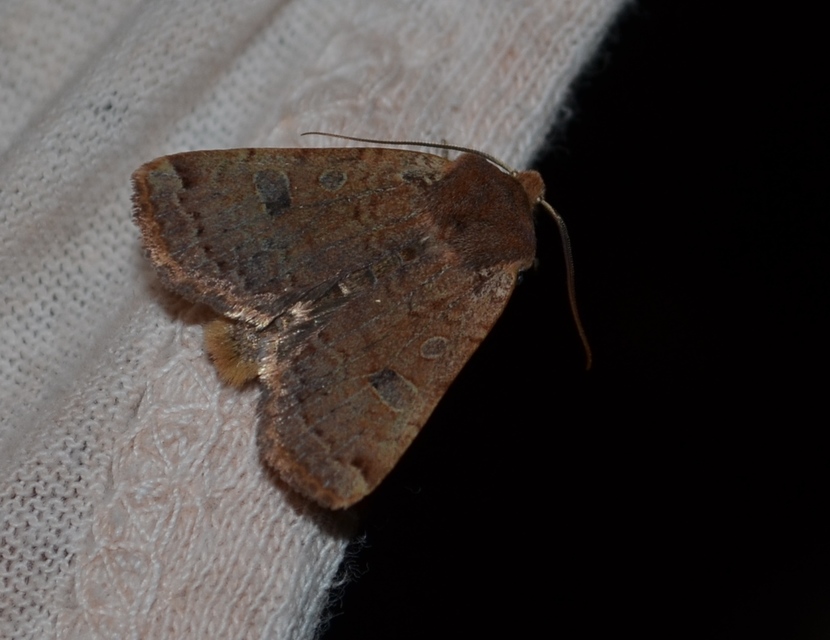 Conistra erythrocephala - vörösfejű őszibagoly