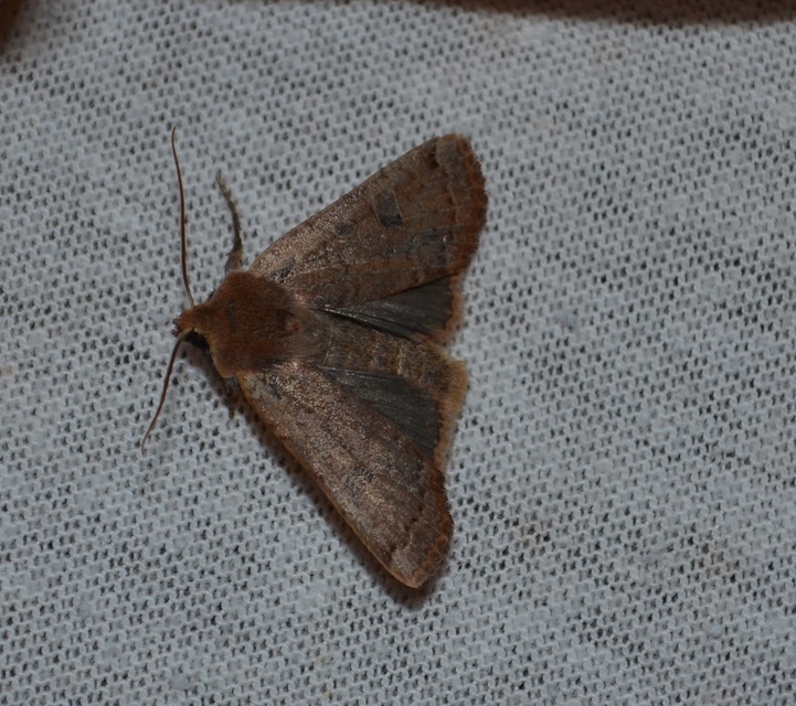 Conistra erythrocephala - vörösfejű őszibagoly